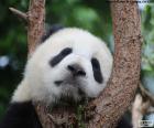 Bir ağaç dalları üzerinde uyuyan ayı Panda